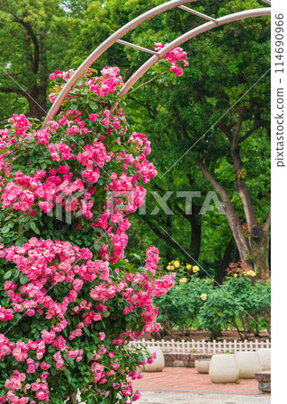 Shonai Green Park in spring, roses in full bloom (Nagoya, Aichi Prefecture) Shonai Green Park in spring, roses in full bloom (Nagoya, Aichi Prefecture) 114690966
