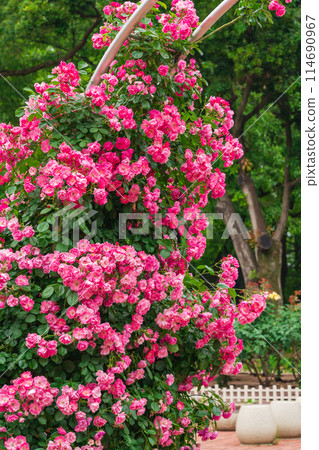 Shonai Green Park in spring, roses in full bloom (Nagoya, Aichi Prefecture) 114690967