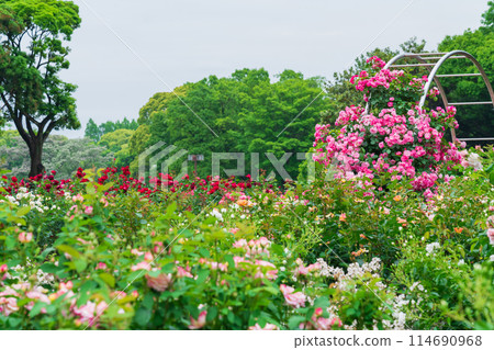 春天的莊內綠地公園，玫瑰盛開（愛知縣名古屋市） 114690968