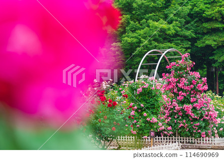 Shonai Green Park in spring, roses in full bloom (Nagoya, Aichi Prefecture) 114690969