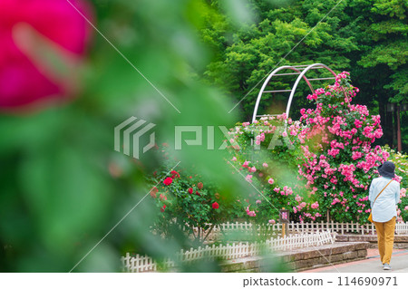 春天的莊內綠地公園，玫瑰盛開（愛知縣名古屋市） 114690971