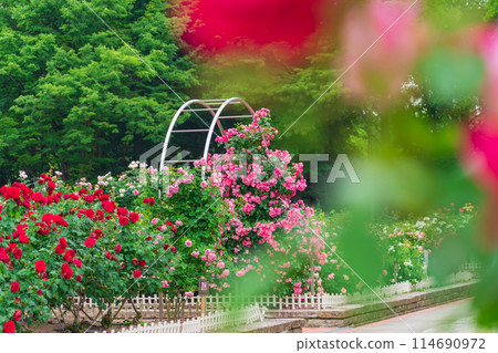 Shonai Green Park in spring, roses in full bloom (Nagoya, Aichi Prefecture) 114690972