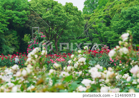 Shonai Green Park in spring, roses in full bloom (Nagoya, Aichi Prefecture) 114690973