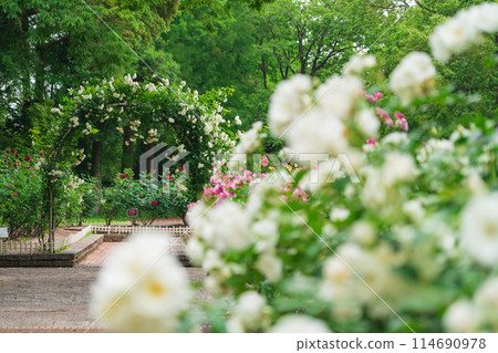 Shonai Green Park in spring, roses in full bloom (Nagoya, Aichi Prefecture) Shonai Green Park in spring, roses in full bloom (Nagoya, Aichi Prefecture) 114690978