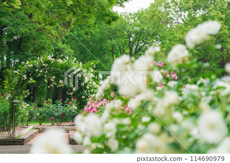 Shonai Green Park in spring, roses in full bloom (Nagoya, Aichi Prefecture) Shonai Green Park in spring, roses in full bloom (Nagoya, Aichi Prefecture) 114690979