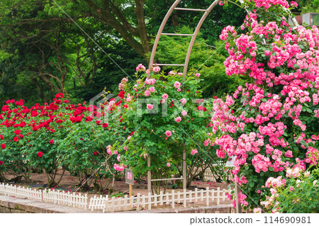 Shonai Green Park in spring, roses in full bloom (Nagoya, Aichi Prefecture) 114690981