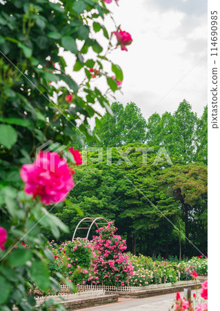 Shonai Green Park in spring, roses in full bloom (Nagoya, Aichi Prefecture) Shonai Green Park in spring, roses in full bloom (Nagoya, Aichi Prefecture) 114690985