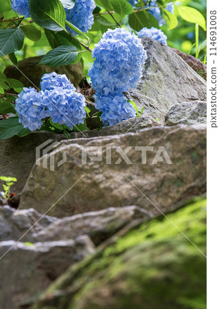 藍色繡球花 藍色繡球花 114691008