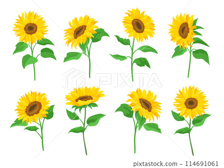 Sunflower flower illustration. Illustration material set. Vector material for your design. Sunflower flower illustration. Illustration material set. Vector material for your design. 114691061