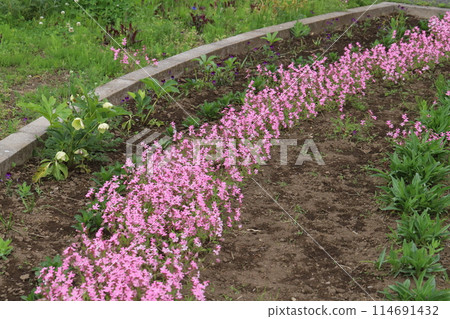 Pink sakura manthema flowers blooming in a spring garden Pink sakura manthema flowers blooming in a spring garden 114691432