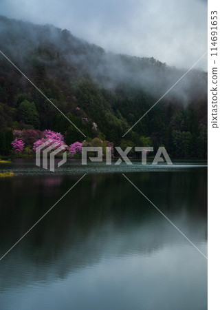 黃昏時盛開的大山櫻【中綱湖】 114691653