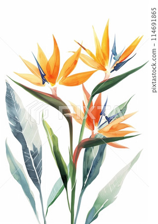 Watercolor illustration of four stylized, colorful bird of paradise flowers 114691865