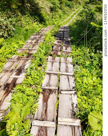 Walking along the boardwalk amidst the fresh greenery 114692050