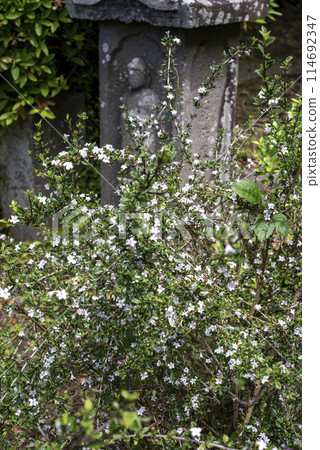 Kamakura 245 Zuisenji Temple 1 White Butterfly Grass Kamakura 245 Zuisenji Temple 1 White Butterfly Grass 114692347