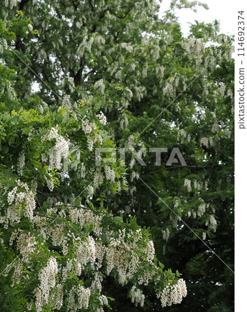 Blooming black locust flower Blooming black locust flower 114692374