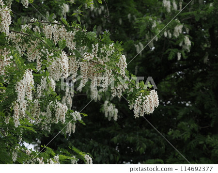Blooming black locust flower 114692377