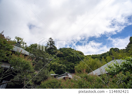 鎌倉 245 瑞泉寺 11 鮮綠 鎌倉 245 瑞泉寺 11 鮮綠 114692421