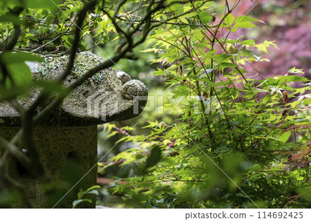 鎌倉 245 瑞泉寺 15 鮮綠 鎌倉 245 瑞泉寺 15 鮮綠 114692425