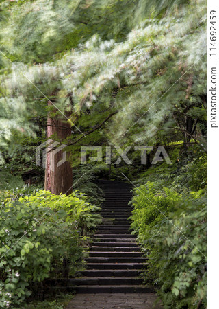Kamakura 245 Zuisenji Temple 27 Fresh greenery Kamakura 245 Zuisenji Temple 27 Fresh greenery 114692459