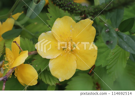 Yellow kerria flowers blooming in the park in spring 114692514
