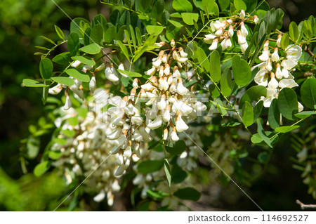 Robinia pseudoacacia flower Robinia pseudoacacia flower 114692527