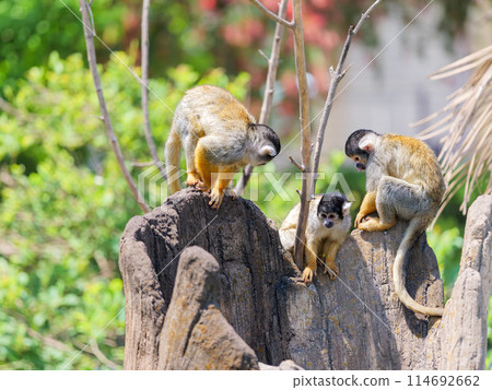 Friendly Bolivian Squirrel Monkeys 114692662