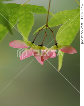 Fresh green maple trees and pink berries Fresh green maple trees and pink berries 114692732