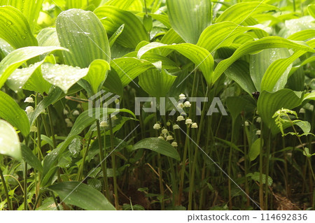 野鈴蘭 野鈴蘭 114692836