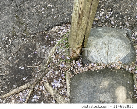 Rotten wooden pillar base Rotten wooden pillar base 114692935