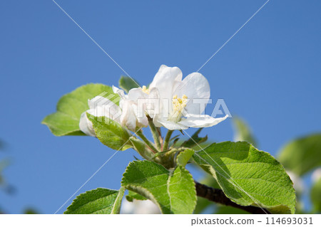 San Fuji Flowers (Apple Blossoms) San Fuji Flowers (Apple Blossoms) 114693031