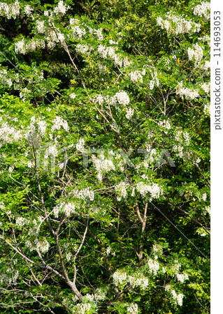 Harienju(金合歡)樹和花 Harienju(金合歡)樹和花 114693053