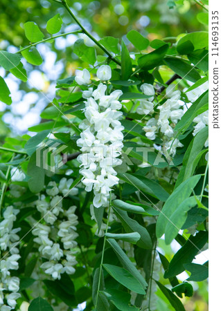 Harienju 之花（金合歡花） 114693135