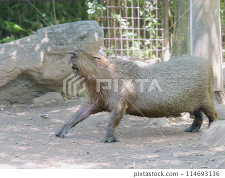 早安!水豚 114693136