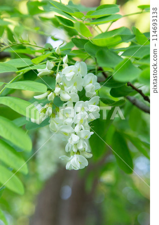 Robinia pseudoacacia flower 114693138
