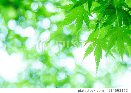 Fresh green 114693152