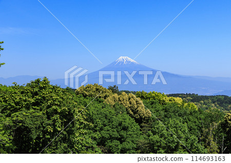 從達磨山看富士山 114693163