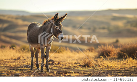 Donkey standing in a desert landscape. 114693182