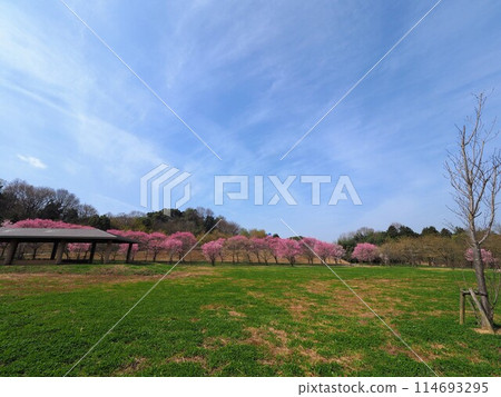 櫻花(國立贊岐萬濃公園)2024年【香川縣中多戶郡萬濃町】 櫻花(國立贊岐萬濃公園)2024年【香川縣中多戶郡萬濃町】 114693295