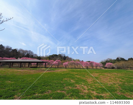 櫻花（國立贊岐萬濃公園）2024年【香川縣中多戶郡萬濃町】2 114693300