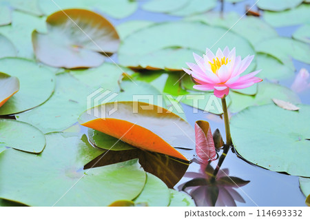 淺粉紅色的睡蓮和葉子 114693332