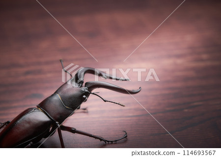 A large male sawtooth stag beetle with a classical feel A large male sawtooth stag beetle with a classical feel 114693567