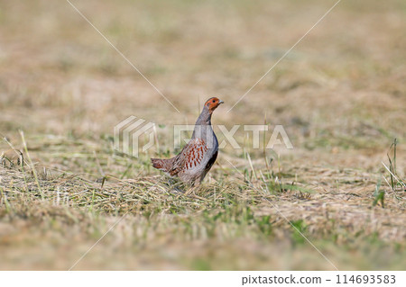 Looking for an opponent 114693583