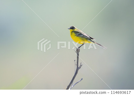 western yellow wagtail (Motacilla flava) western yellow wagtail (Motacilla flava) 114693617