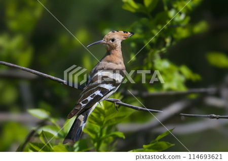 Lonely hoopoe Lonely hoopoe 114693621