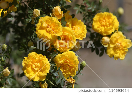 Rosa 'Graham Thomas' Rosa 'Graham Thomas' 114693624