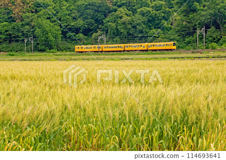 A Sangi Railway train passing by a wheat field 114693641