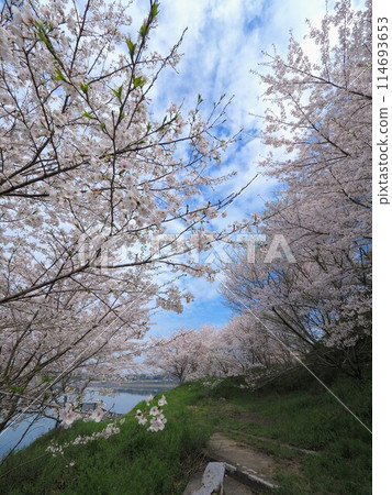 Cherry blossoms at Hozanko Park 2024 [Mitoyo City, Kagawa Prefecture] 7 114693653