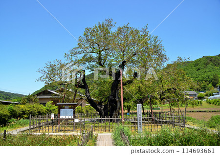 Large mulberry tree in Usune, Ishizume-cho, Numata City, Gunma Prefecture 114693661