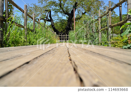 群馬縣沼田市石北町的細根大桑樹 群馬縣沼田市石北町的細根大桑樹 114693668