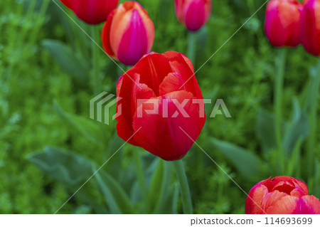 紅色鬱金香 114693699